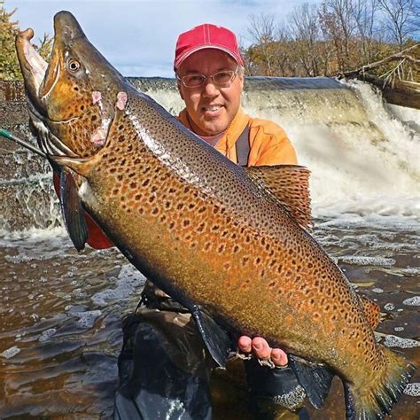 With 40 miles of shoreline, lake taneycomo in southern missouri is renowned for being one of the best trout fishing lakes in all of the united states. How to Catch Bruiser Brown Trout in 2020 | Brown trout ...
