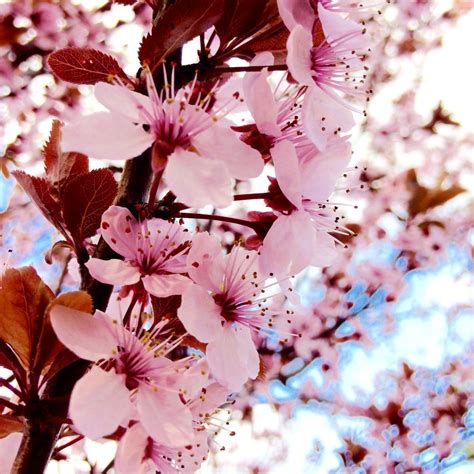Free Images Branch Flower Petal Food Spring Produce