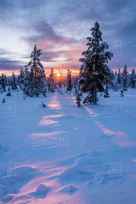 Snow Covered Winter Landscape At Sunrise Lapland Pallas Yllastunturi