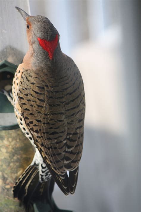 Northern Flicker Yellow－shafted Animaux