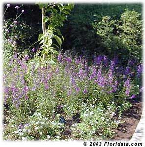 Millions of white flowers from orange trees perfume the florida also recognizes the orange as official state fruit and orange juice as the state beverage. Angelonia - from Mounts a dark and light purple.3/30 ...