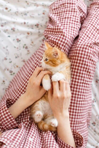 premium photo little cute ginger kitty with blue eyes enjoys stroking caucasian girl s hand