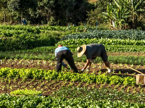 Challenges Facing Smallholder Farmers In South Africa Farmer Foto Collections