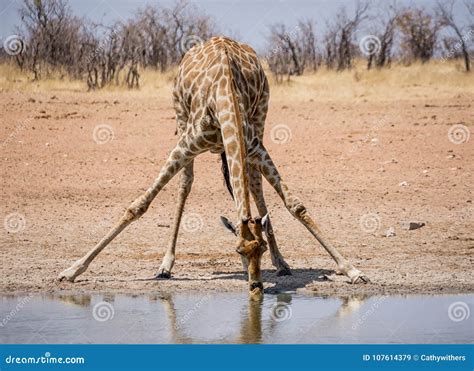 Giraffe Drinking Stock Image Image Of Neck Outdoors 107614379