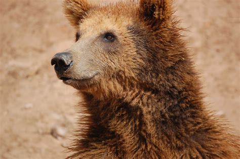 图片素材 性质 野生动物 动物园 显示 哺乳动物 动物群 棕熊 晶须 鼻子 脊椎动物 大灰熊 2256x1496