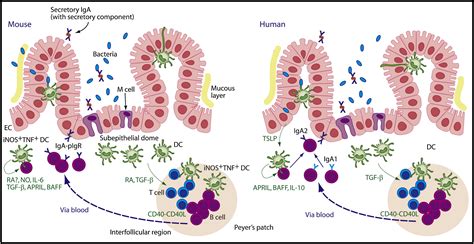 The Biology Of Intestinal Immunoglobulin A Responses Immunity
