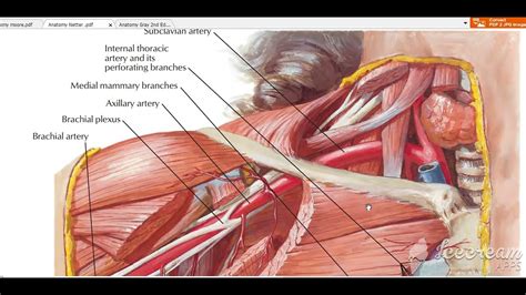 Subclavian Artery Branches 2 Youtube