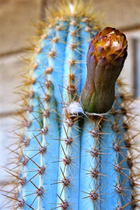 Florez Nursery The Blue Cactus Piloscereus