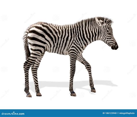 Baby Plains Zebra Isolated Stock Photo Image Of Alone 186123940