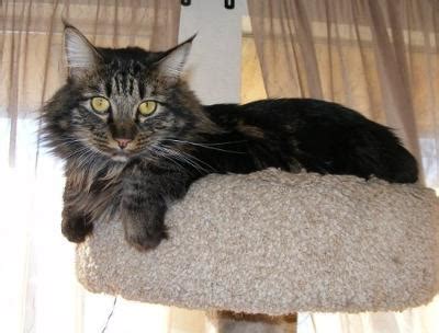He has an insulated, waterproof double the american curl is slightly different from most cats with ear tufts. View topic - falling + flying → one spot left - Chicken ...