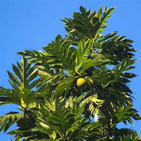 Breadfruit Plant