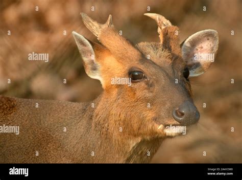 Muntjac Deer Face Close Up Portrait With Visible Tusk And Antlers Stock