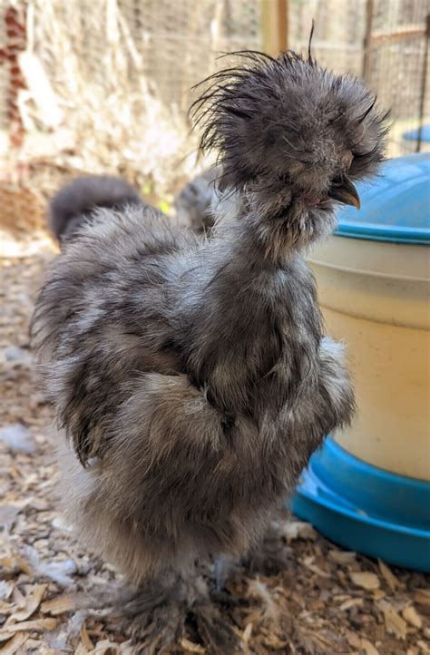 6 Blue Black Splash Silkie Hatching Eggs Naked Neck All Feather