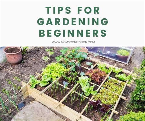 Frugal Gardening Tips And Tricks For Beginners And Experts
