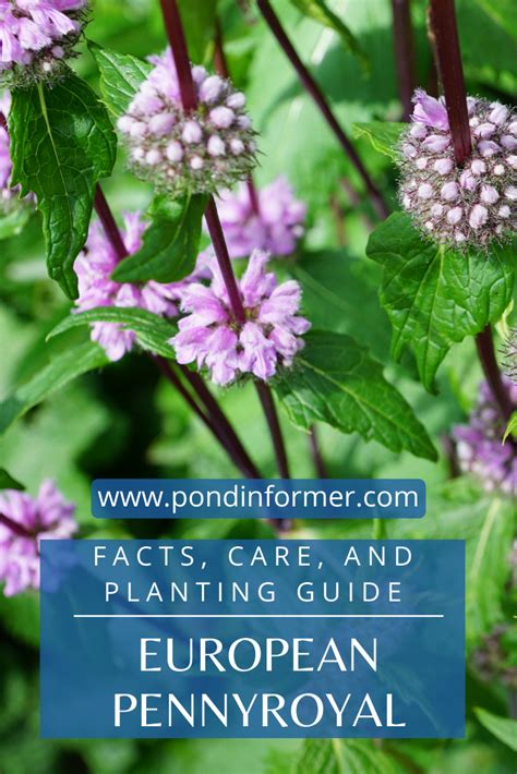 How To Plant And Grow Pennyroyal Plants Growing Plants Pond Plants
