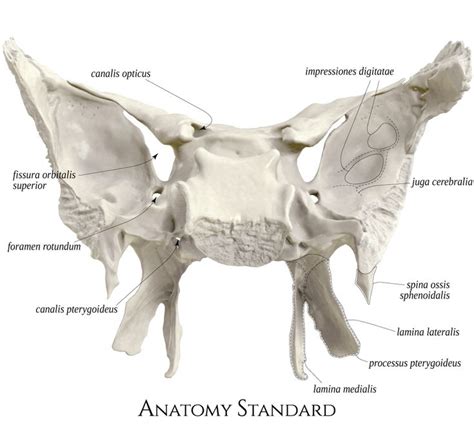 Sphenoid Bone Posterior View Skull Anatomy Sphenoid Bone Medical