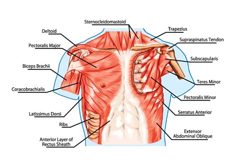 The heart is located in the left side of your chest, inside of your rib cage. Chest Muscle Anatomy Diagram : Build Your Upper Body With Close-Grip Pull-Ups - GymGuider.com ...