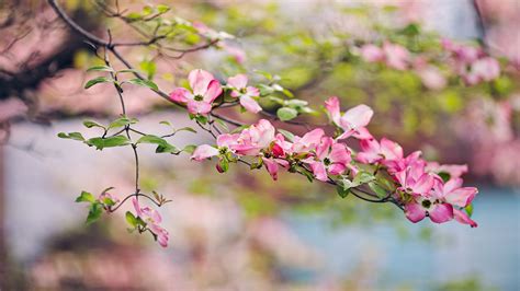 Wallpaper Depth Of Field Pink Flowers Nature Branch Cherry