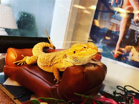Laszlo relaxing on his new couch! : r/BeardedDragons