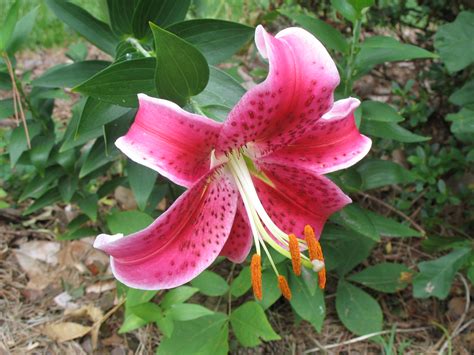 See full list on trees.com Online Plant Guide - Lilium 'Stargazer' / Stargazer Lily