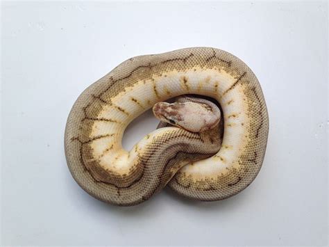 Check spelling or type a new query. Black Pastel Calico Pastel Pinstripe Spider - Morph List ...