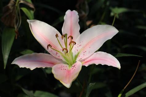 Pink Lily Flowers In Winter Thailand Stock Image Image Of Fragrant