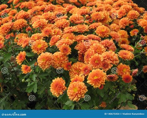 Orange Chrysanthemum Flowers Stock Photo Image Of Home Flowerbed