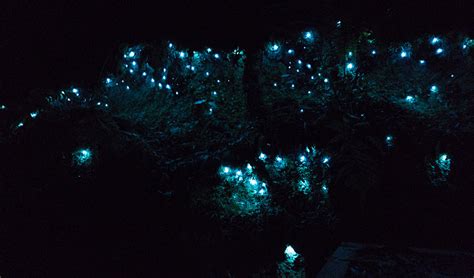 Lighting The Night Glow Worms Around Australia Australian Geographic