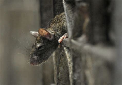 Poison Resistant Giant Rats Could Invade British Homes During Winter