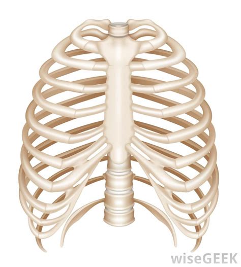 The rib cage the human rib cage, otherwise known as the thoracic cage, consists of twenty four ribs, its costal cartilages, a sternum (sternum or breastbone pain) , the xiphoid process, and twelve thoracic vertebrae. What is a Floating Rib? (with pictures)