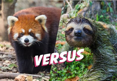 Sloth Versus Red Panda The Sloth Conservation Foundation