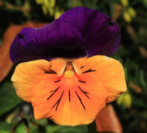 Pansy Flower And Green Leaves Free Image Download