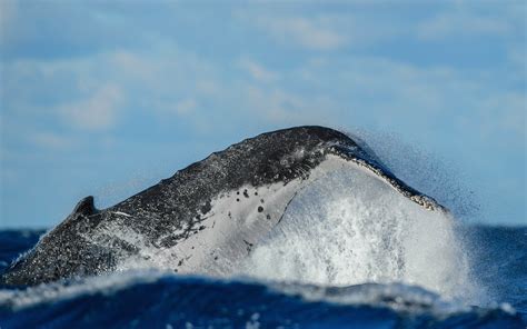 Incredible Whale Photos Across Australia This Week Australian