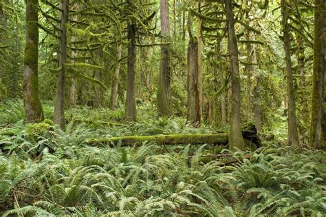 Get To Know North America S Temperate Rainforests