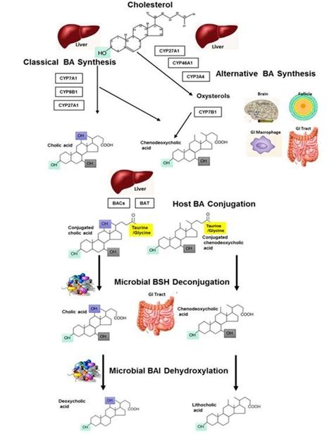 Metabolism Of Bile Acids Bile Acid Synthesis Occurring In The Liver