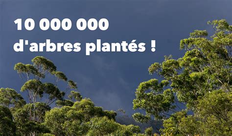 Ecosia Plante Il Vraiment Des Arbres - ECOSIA, 10 MILLIONS D'ARBRES PLANTÉS! - En vert et contre tout