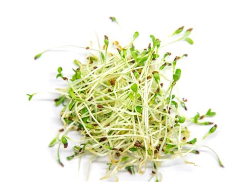 Alfalfa Microgreen Seeds Organic And Non Gmo Alfalfa Seeds Etsy