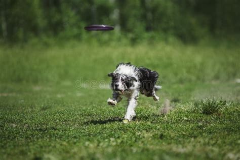 Border Collie Catching A Frisbee Disc Stock Image Image Of Collie