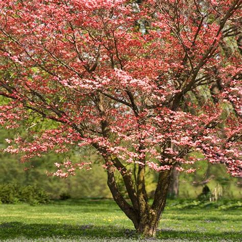 Red Flowering Dogwood Trees for Sale - FastGrowingTrees.com