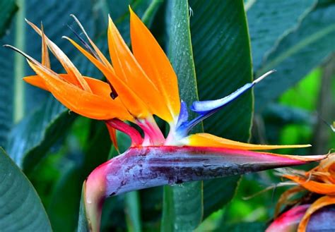 Top 10 Các Loài Hoa đẹp Nhất Thế Giới 2021 Trangwiki