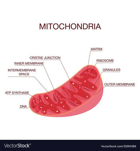 Diagram Structure Mitochondria Medical Royalty Free Vector