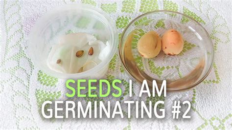 Germinating Tangerine And Avocado Seeds Seeds I Am Germinating 2