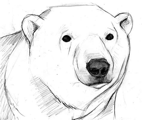 Oso Polar Dibujo A Mano Dibujos Animados Ilustración Etsy Dibujos