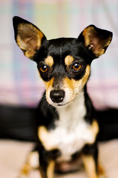 Brown Min Pin Chihuahua Mix Pets Lovers