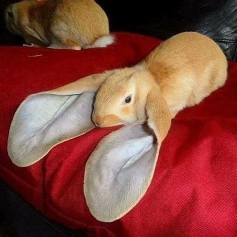 Poor Bunny With Very Long Ears Funny Animal Memes Cute Baby Animals
