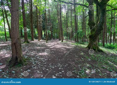 Scottish Tree Lined Forrest Floor Stock Image Image Of Branches