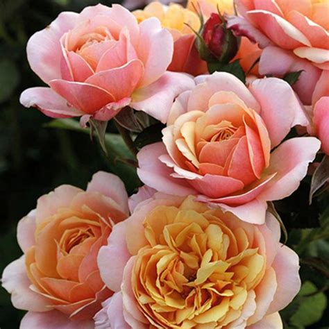 Rose State Of Grace Rose Hybrid Tea Roses Fall Plants