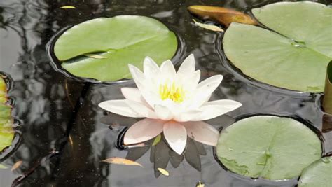 Beautiful White Lotus Flower Floating Water วิดีโอสต็อก ปลอดค่า