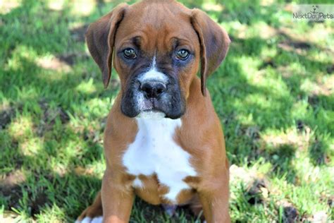 67 Boxer Puppies For Sale In Missouri Image Bleumoonproductions