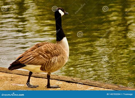 A Canada Goose Standing By The Lake Stock Photo Image Of Fence Bank